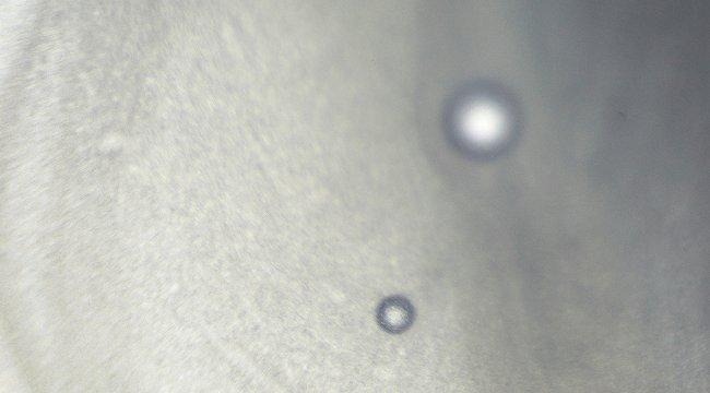 Niod A Functional Approach to Targeting Skin Pigmentation