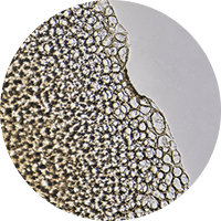 Niod The Pillars of Visibly Healthy Skin