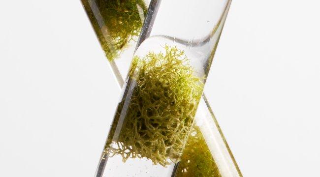 Green plant in dropper tube