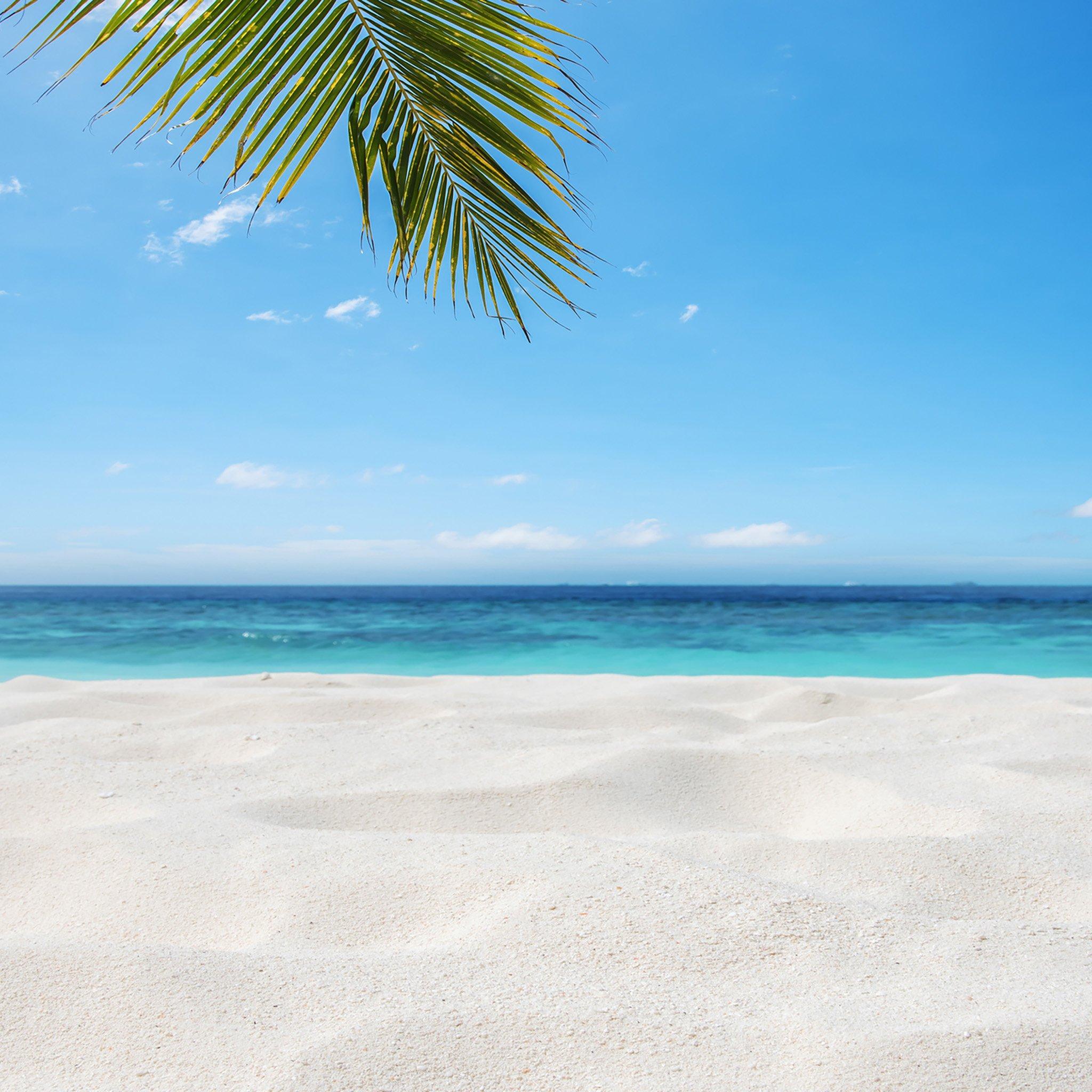 a palm tree on a beach with a clear blue sky