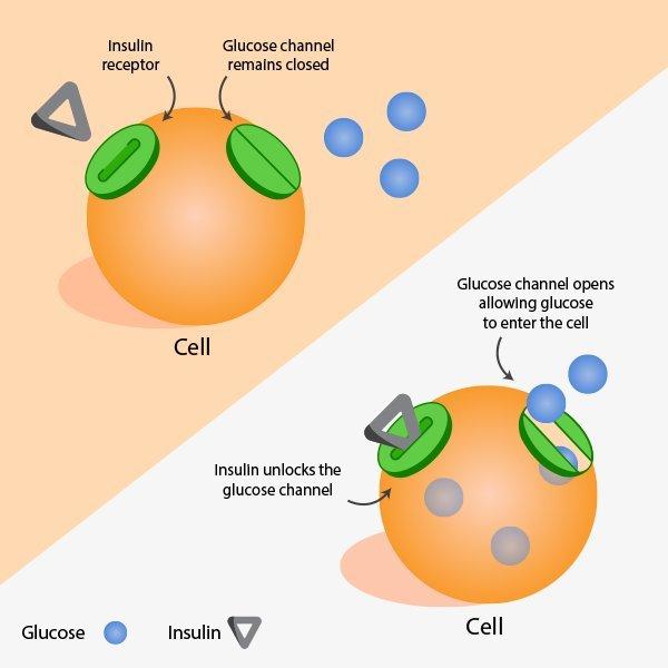 Insulin receptor