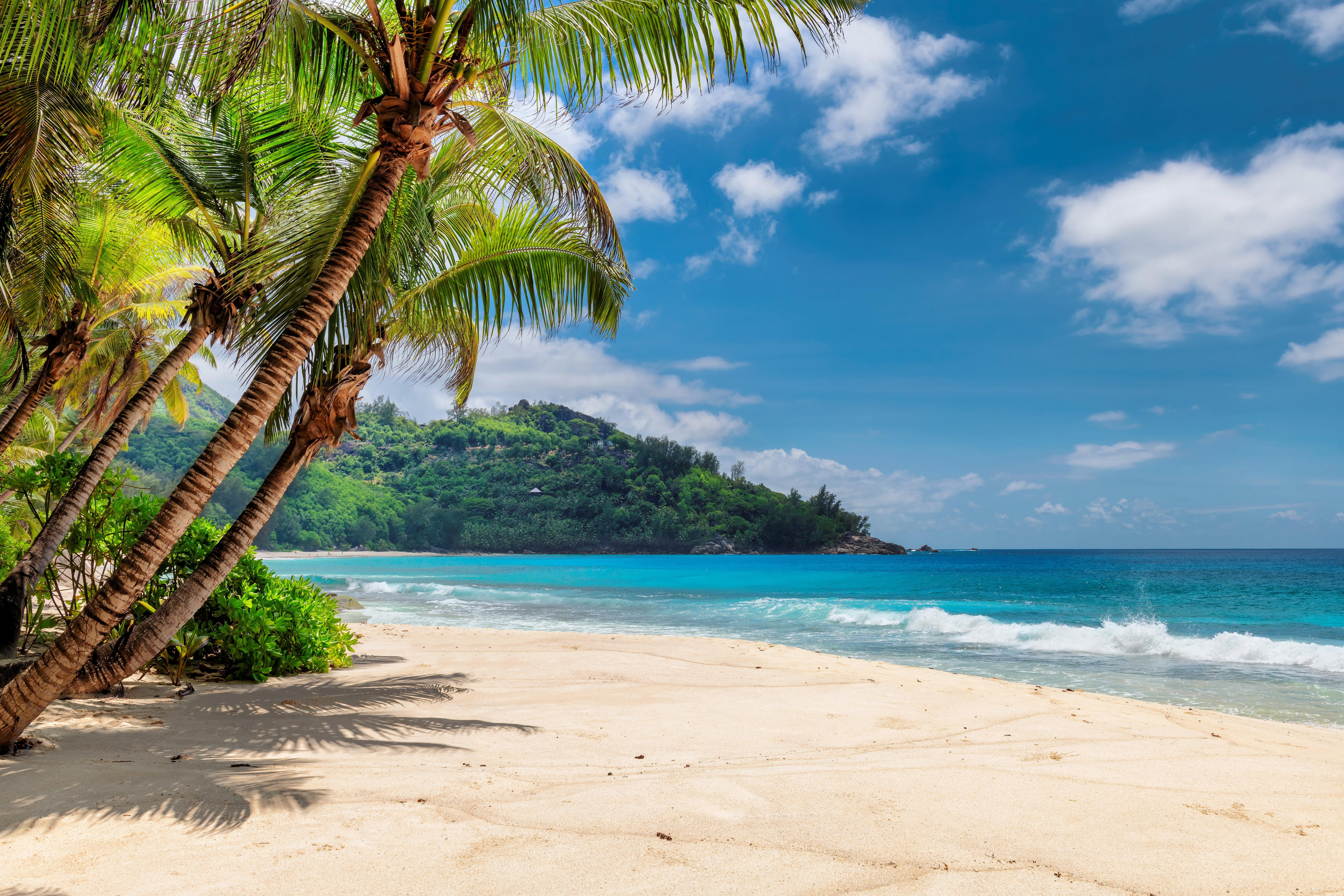 Beach and Palm Trees