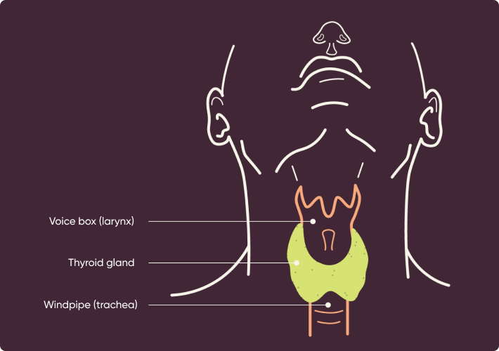 Where the thyroid gland is located