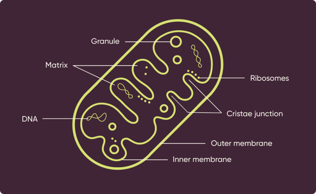 Mitochondria cell diagram