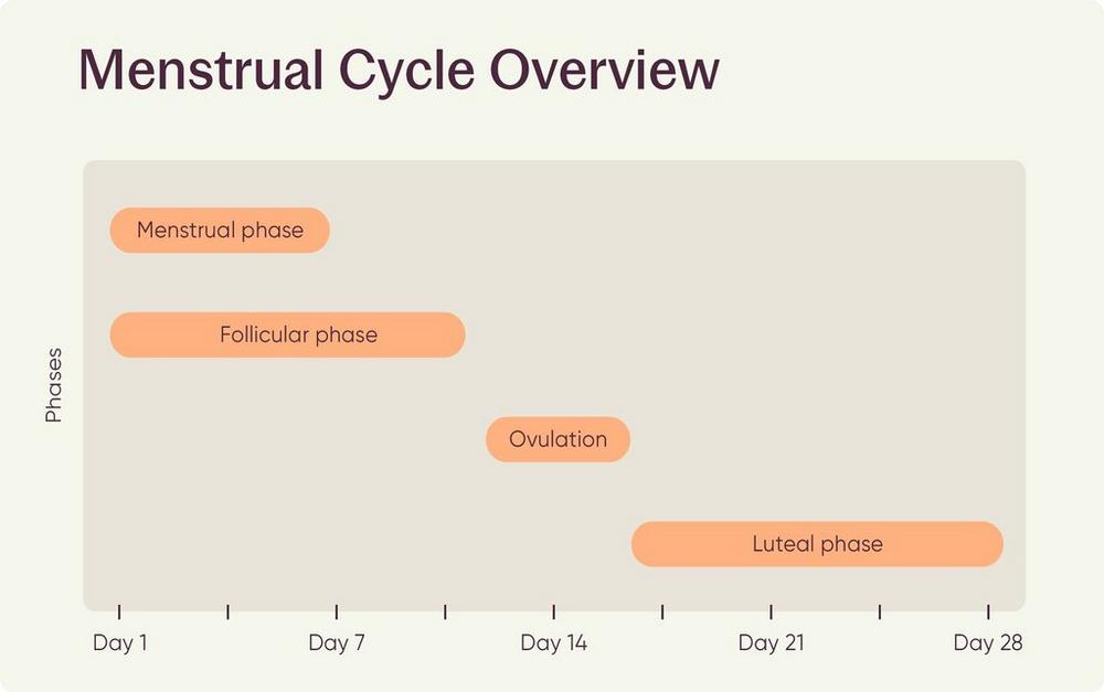 menstrual cycle overview graph
