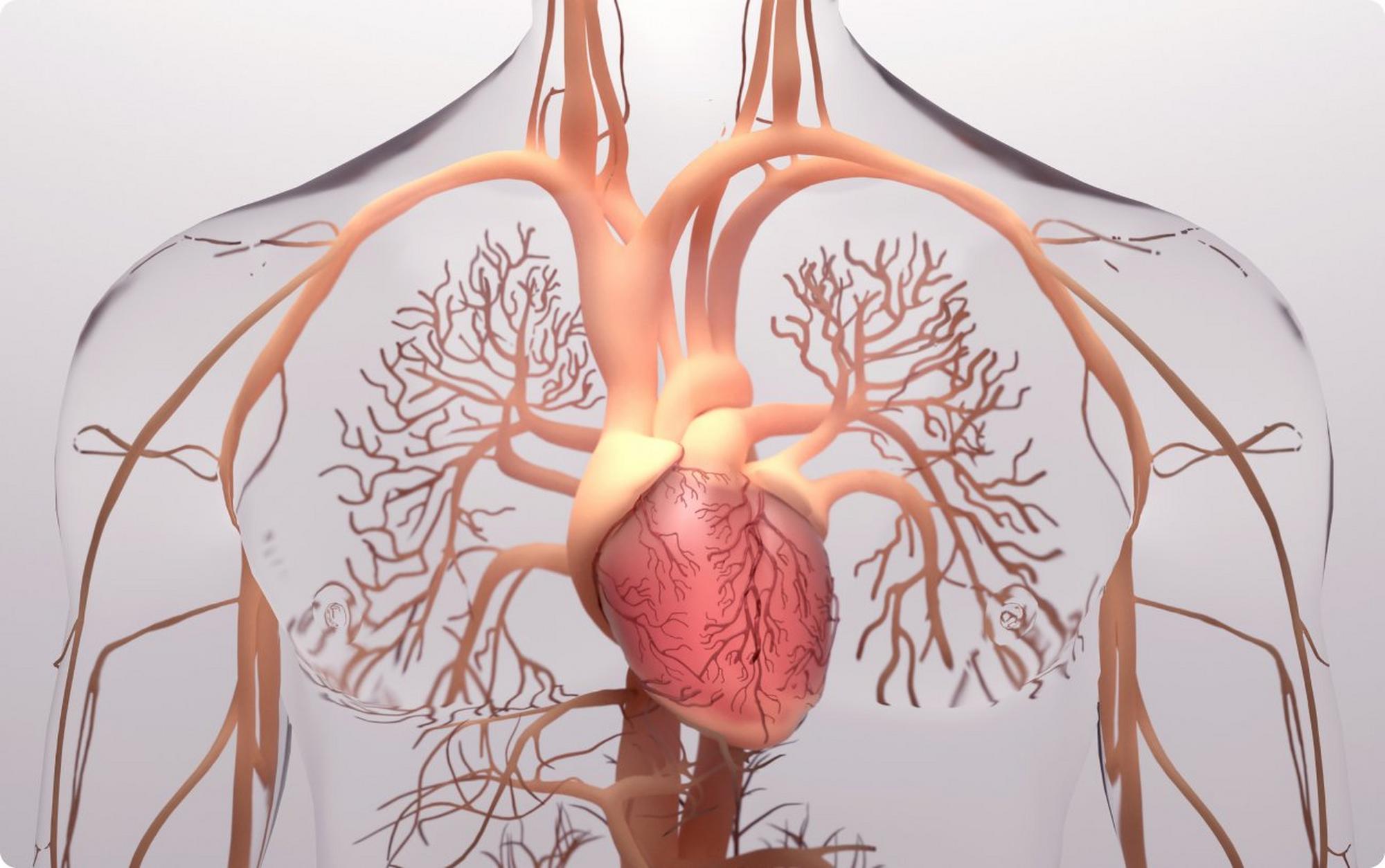 Illustration of heart and arteries