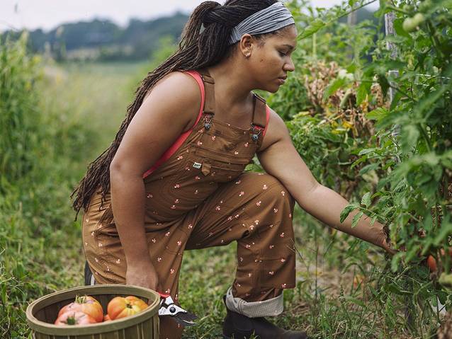 A woman in heirloom garden overalls kneels down picking tomatoes.