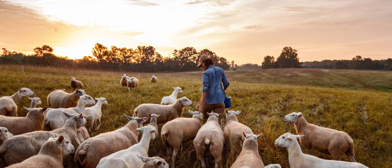 Woman in a blue jacket walking next to sheep in her field