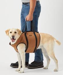 Dog Gear