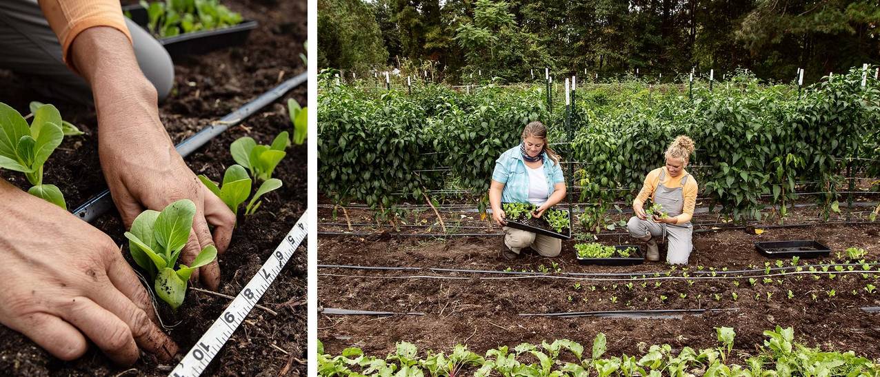 two women planting seedlings in a large vegetable garden