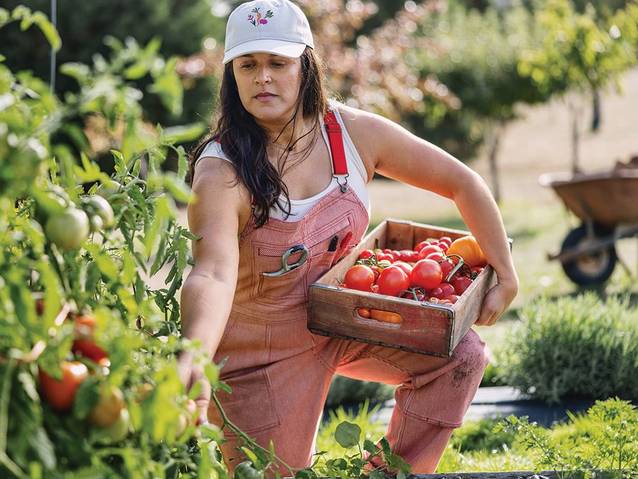 Woman harvesting tomatoes from the garden, wearing rootstock overalls