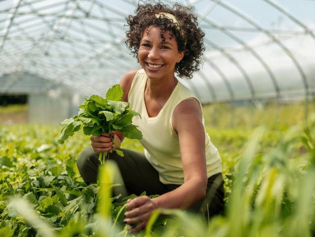 Woman picking lettuce inside greenhouse.     