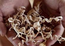 Hands holding wood shavings