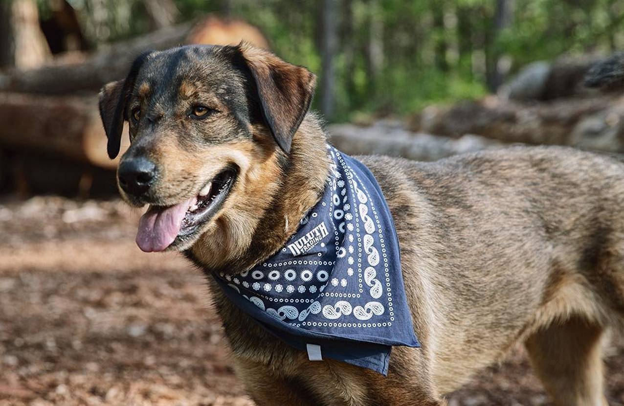 large, friendly, panting dog wearing a blue duluth trading co handkerchief around his neck