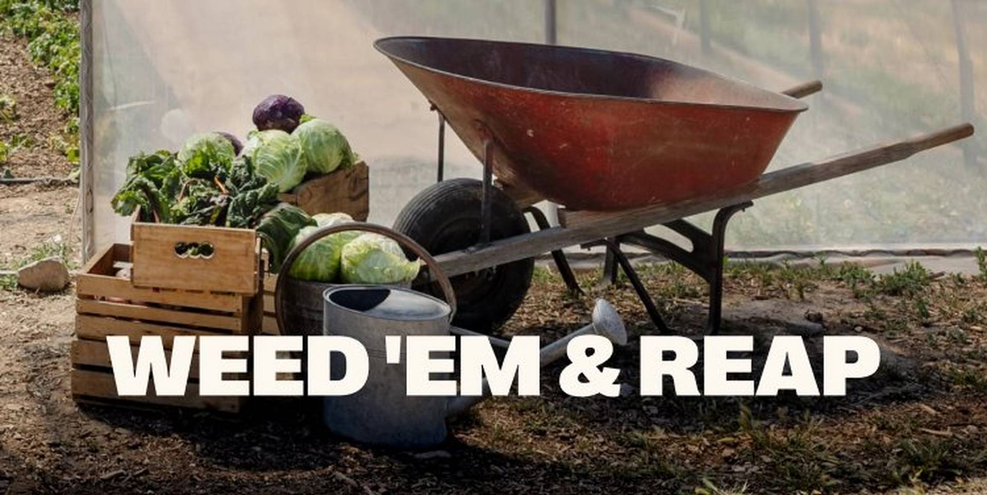 Headline: Weed 'Em & Reep
