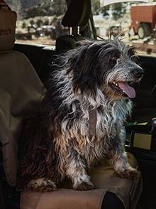 A good dog sitting in the car on a seat saver