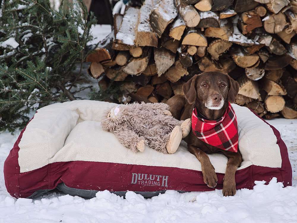 A dog with a flannel bandana sitting in a dog bed with a stuffed dog toy outside in a snowy scene.