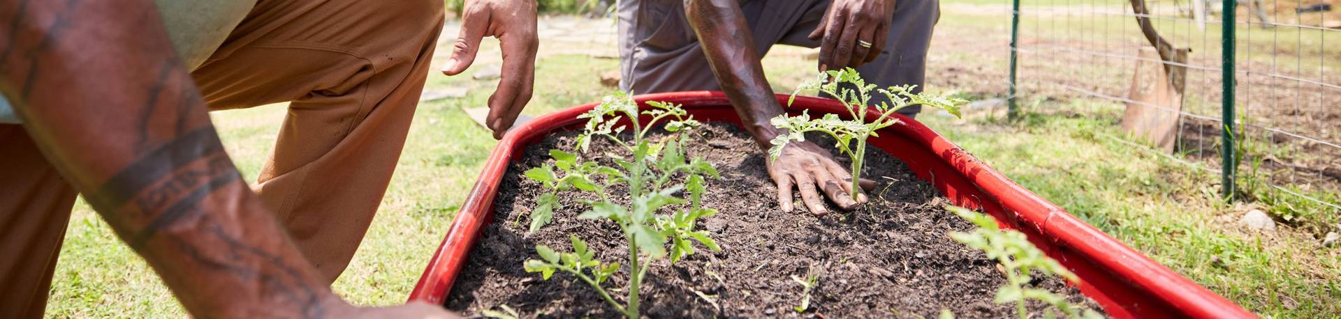 People planting tomatoes