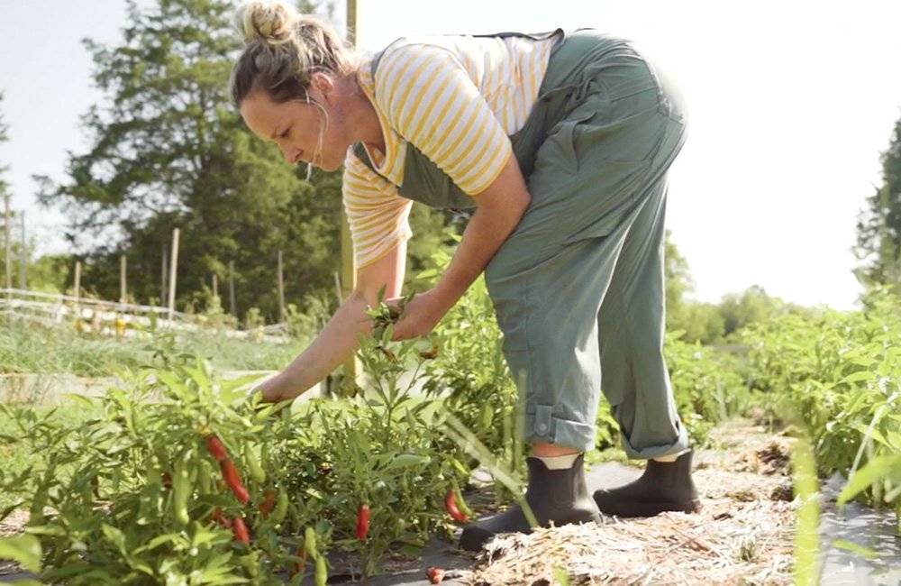 A woman in green heirloom gardening bibs leans over to collect red peppers