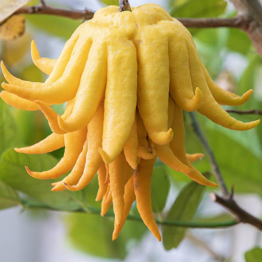Yougarden  Citrus Buddha Hand (4L Pot) -  - 4L Pot