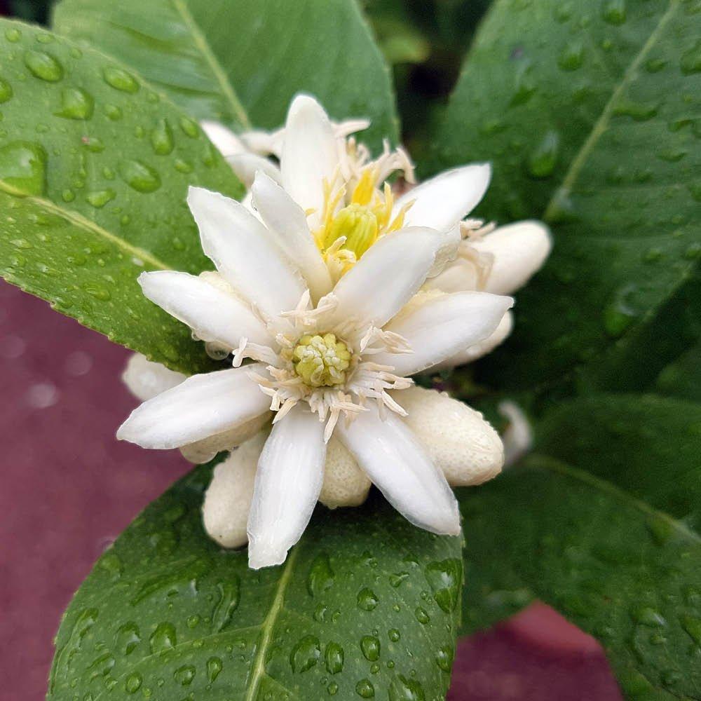 Multi - YouGarden - Citrus Buddha Hand (4L Pot) - 2