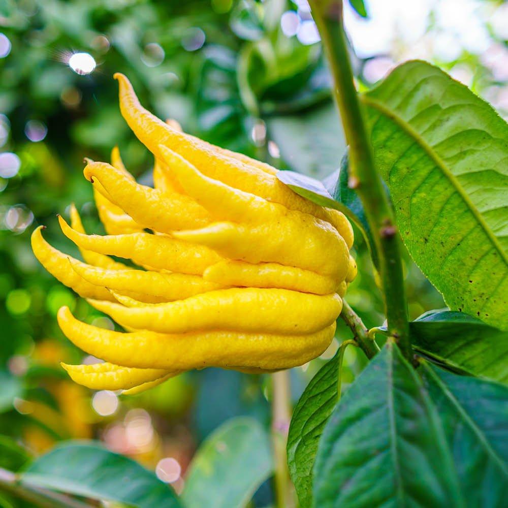 Multi - YouGarden - Citrus Buddha Hand (4L Pot) - 3