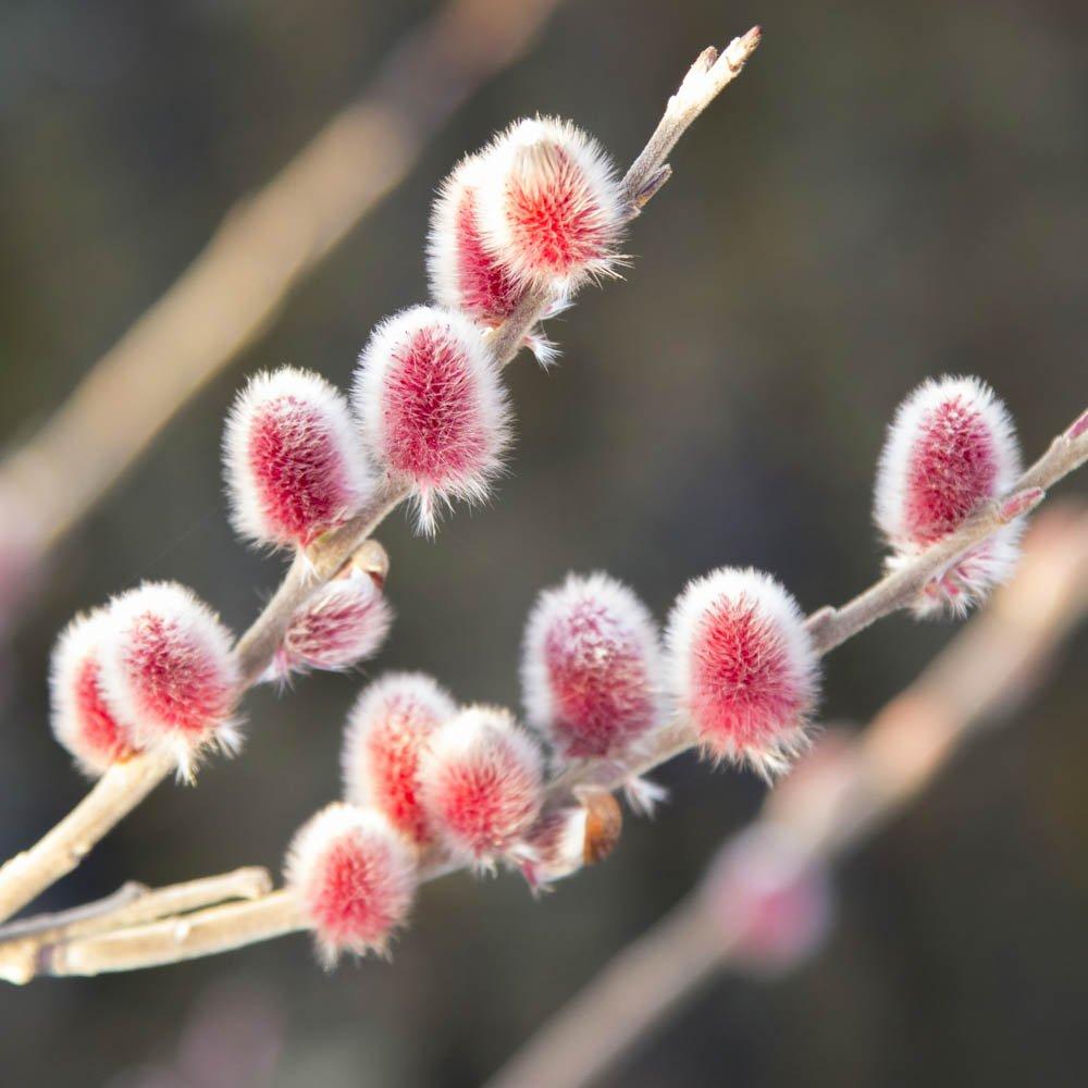 Yougarden  Pink Pussy Willow Standard - Salix Mount Aso -  - 65cm tall