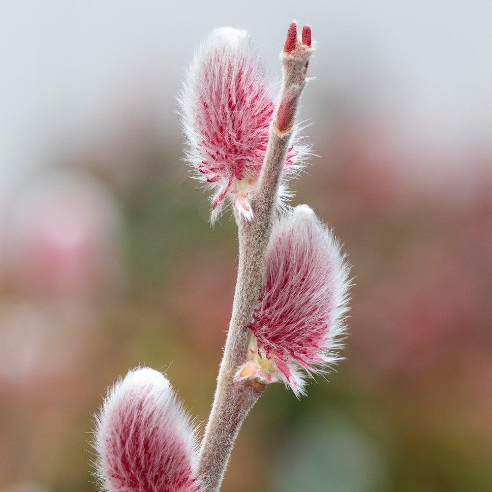 Multi - YouGarden - Pink Pussy Willow Standard - Salix Mount Aso - 2