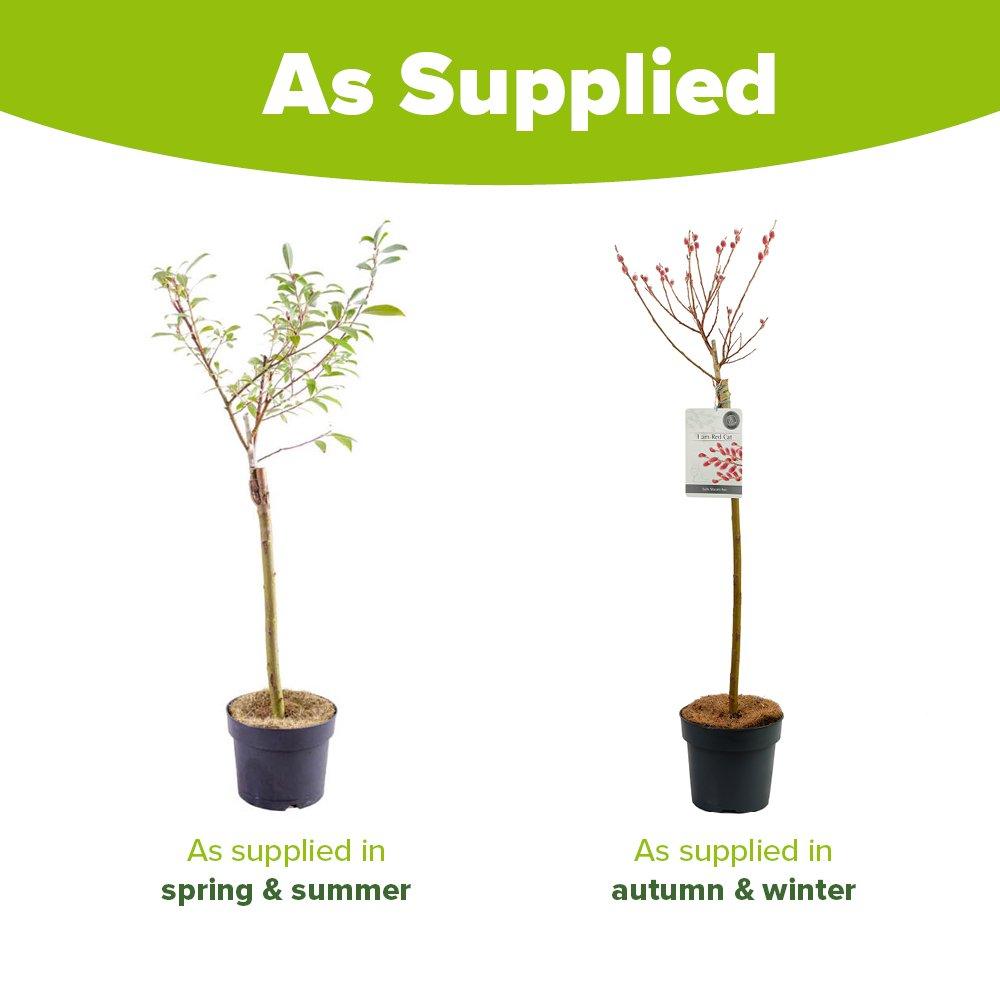 Multi - YouGarden - Pink Pussy Willow Standard - Salix Mount Aso - 4