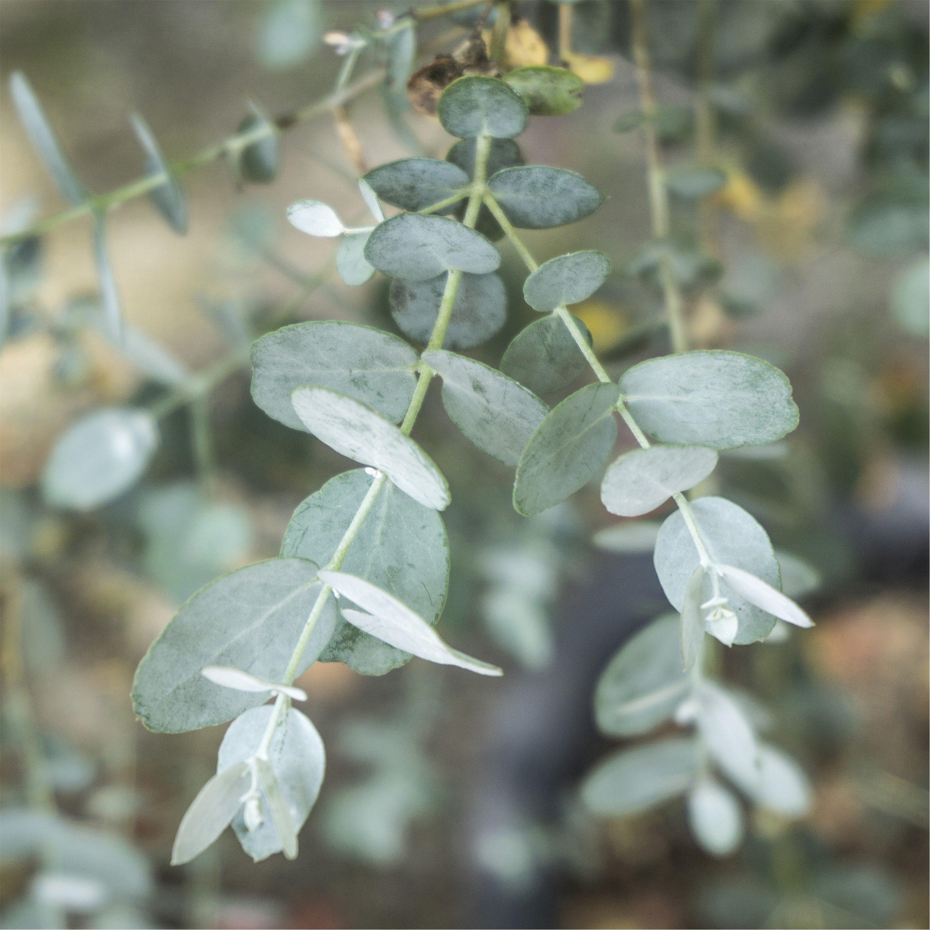 Multi - YouGarden - Eucalyptus gunnii Bush (19cm Pot) - 1