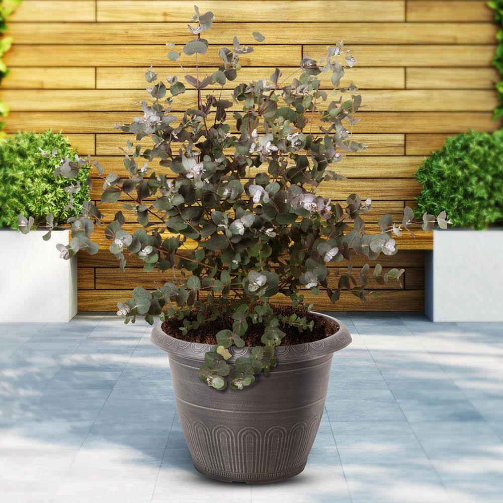 Multi - YouGarden - Eucalyptus gunnii Bush (19cm Pot) - 2