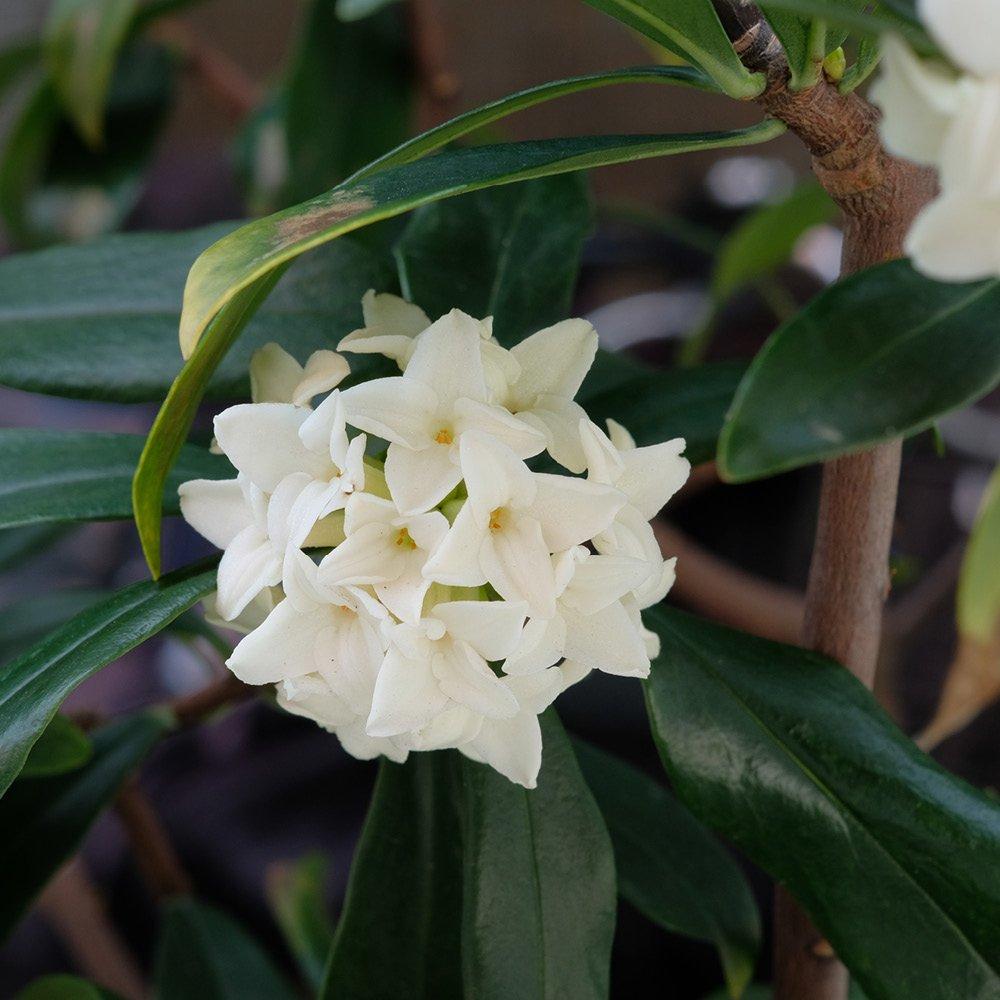 White - YouGarden - Daphne Perfume Princess - White (13cm Pot) - 1