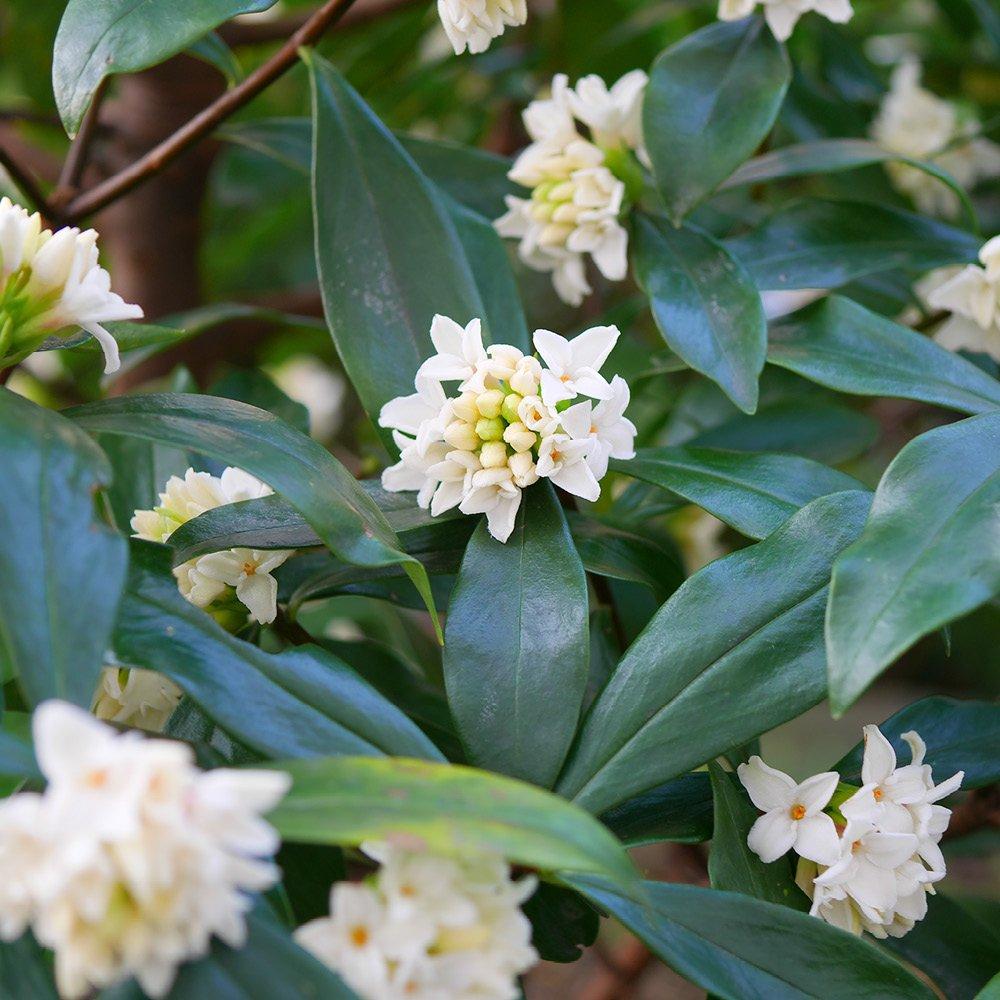 White - YouGarden - Daphne Perfume Princess - White (13cm Pot) - 2