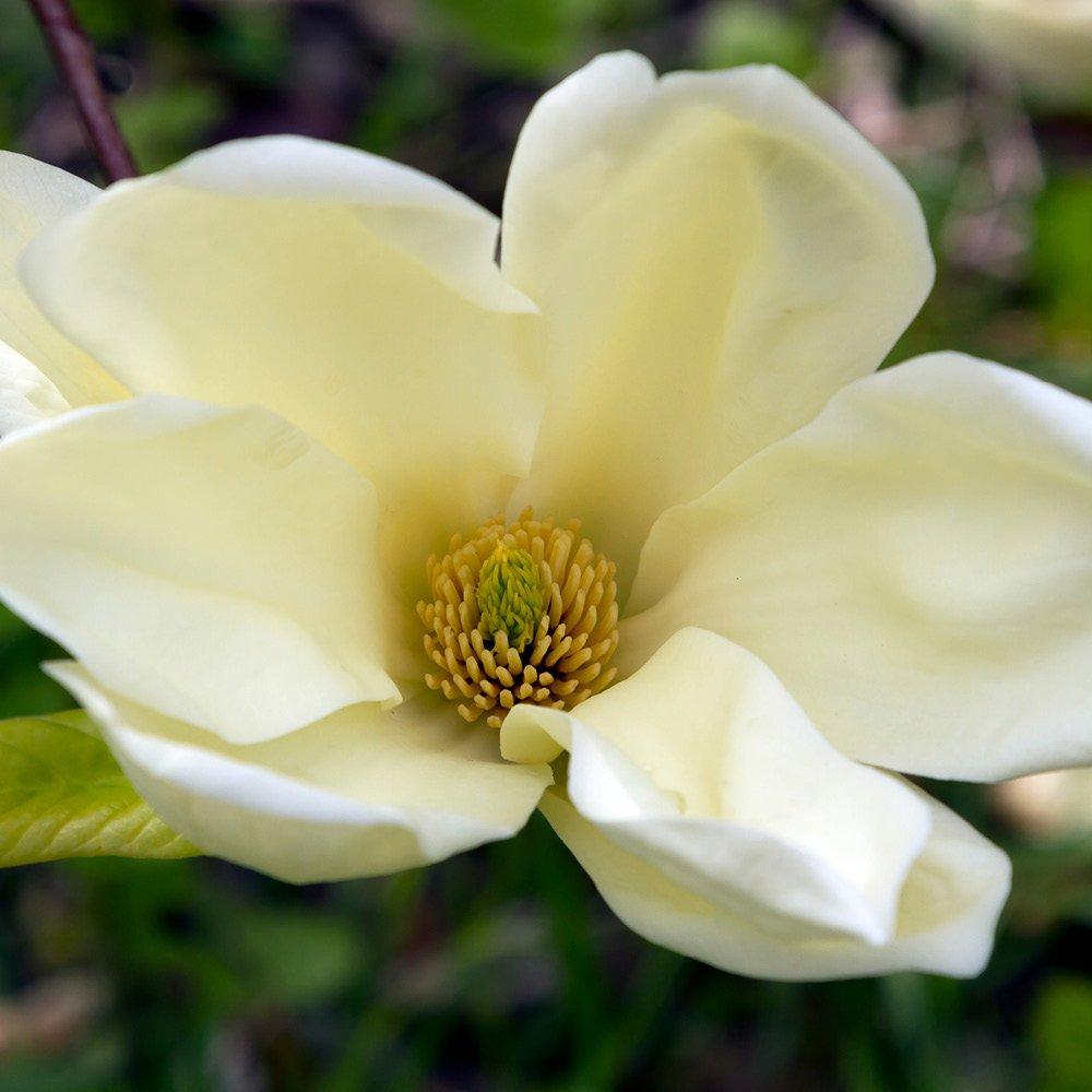 Cream - YouGarden - Magnolia laevifolia Honey Velvet (15cm Pot) - 1