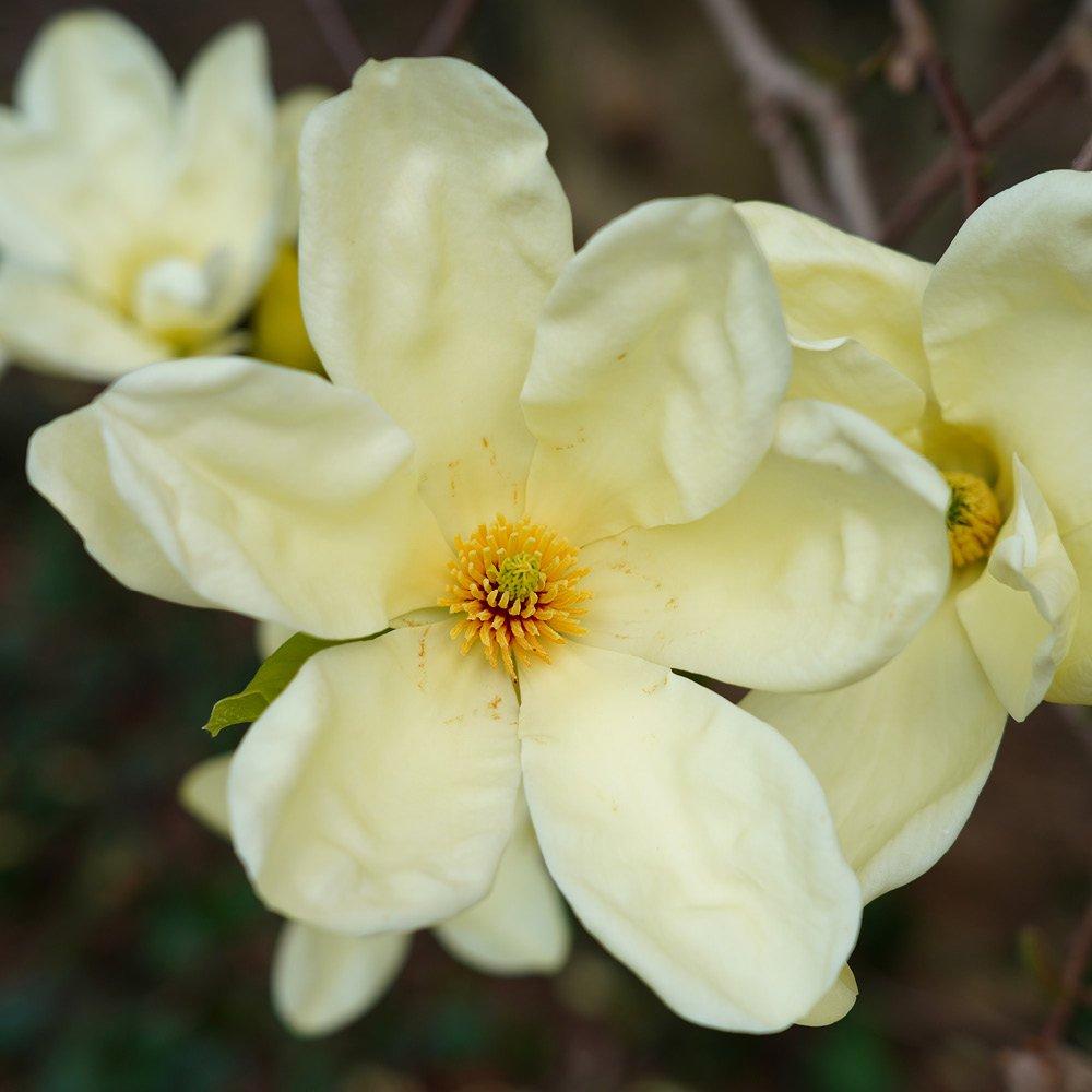 Cream - YouGarden - Magnolia laevifolia Honey Velvet (15cm Pot) - 2
