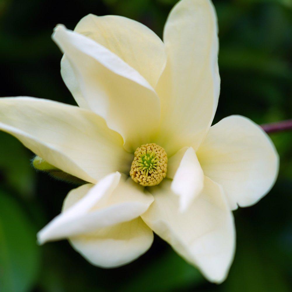 Cream - YouGarden - Magnolia laevifolia Honey Velvet (15cm Pot) - 3