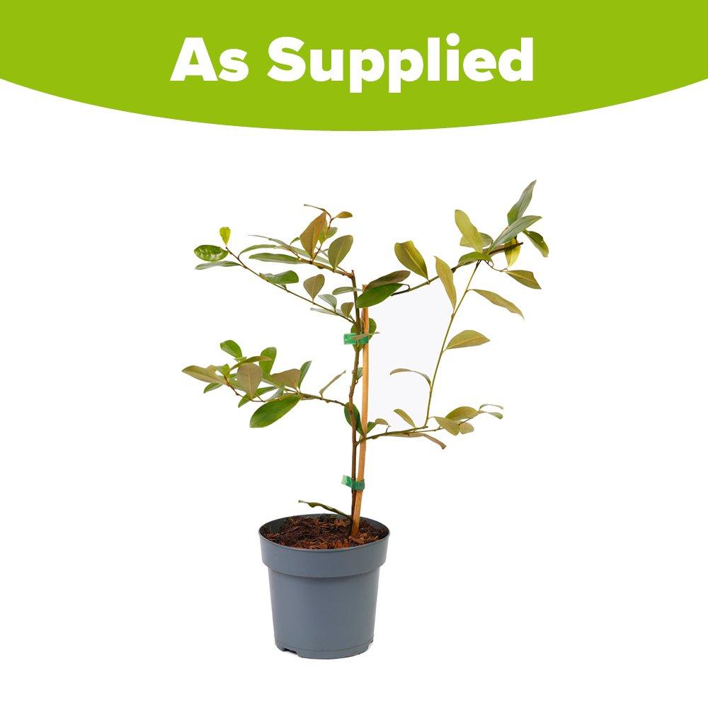 Cream - YouGarden - Magnolia laevifolia Honey Velvet (15cm Pot) - 4