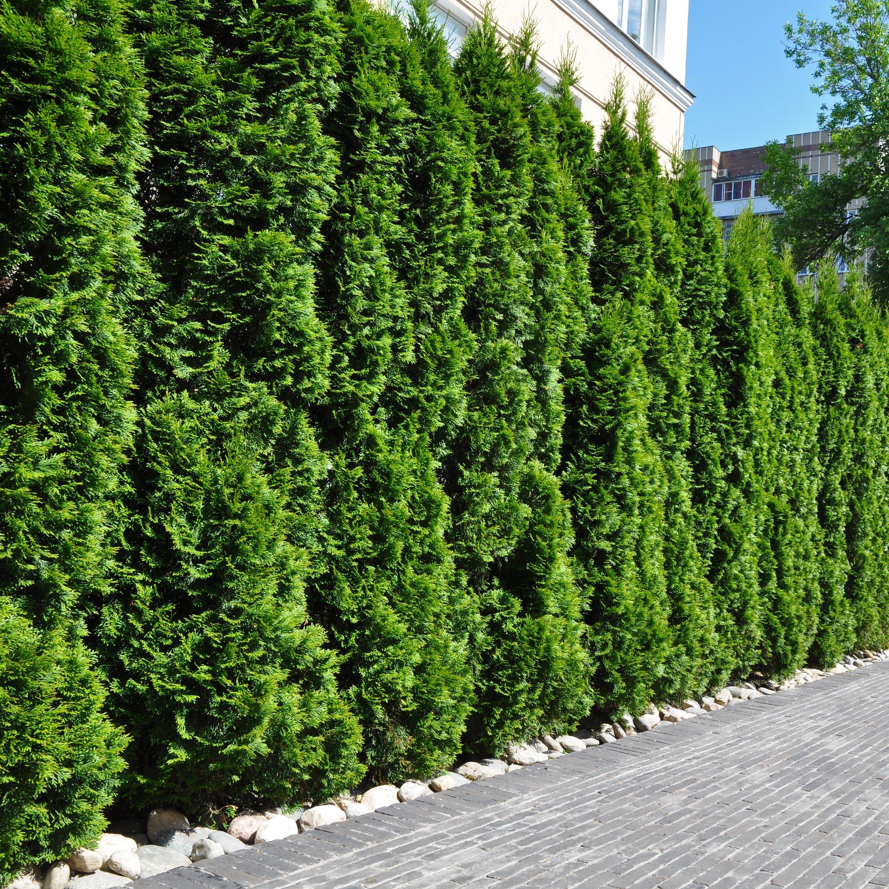 Green - YouGarden - Thuja Smaragd 9cm x 12 - 1