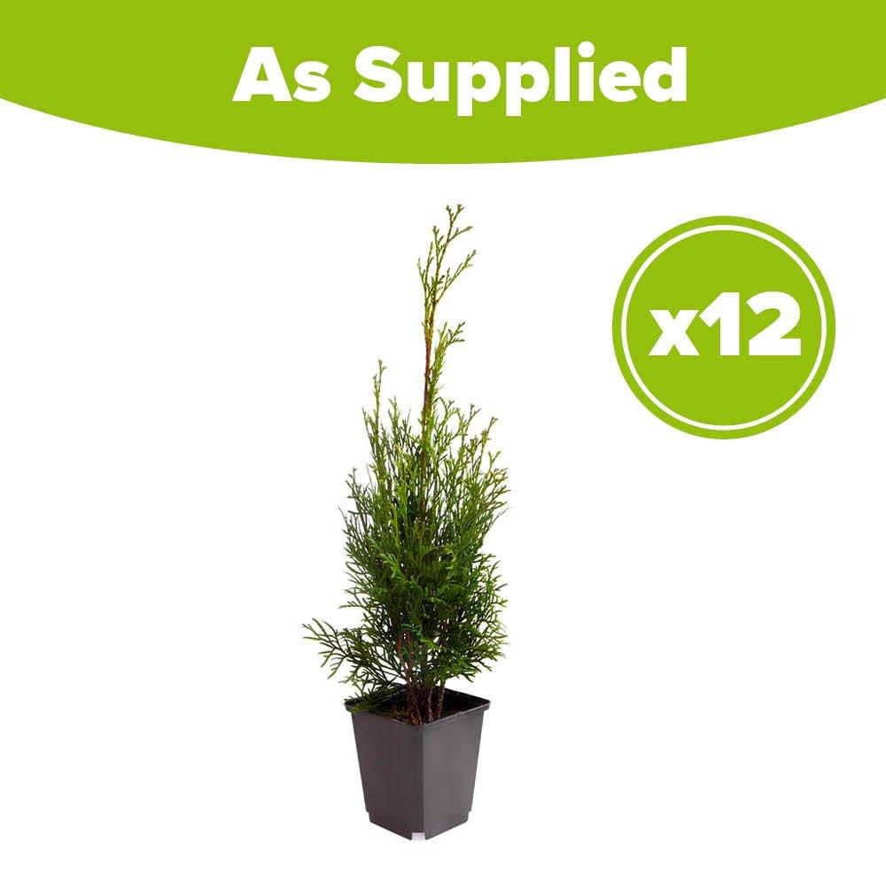 Green - YouGarden - Thuja Smaragd 9cm x 12 - 2