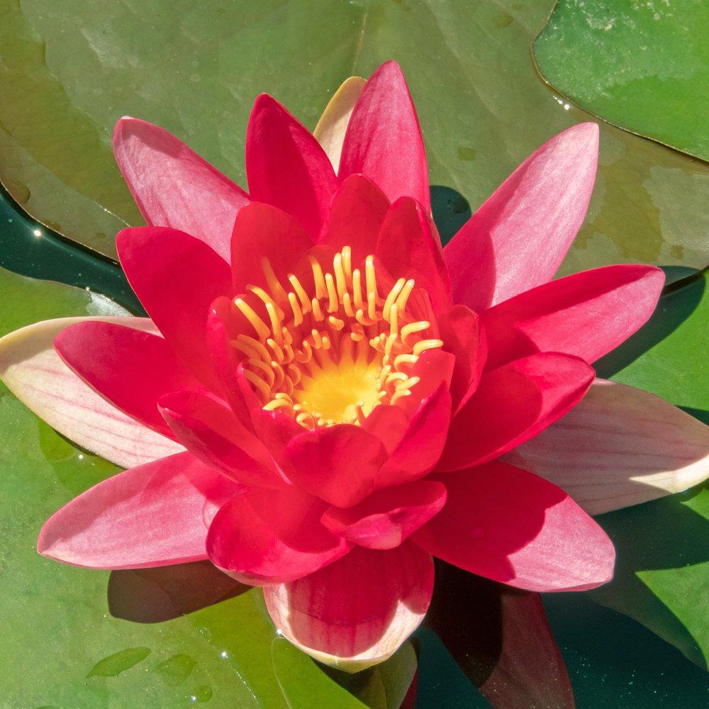 Yougarden  Water Lily Planting Kit -  - 3 plants