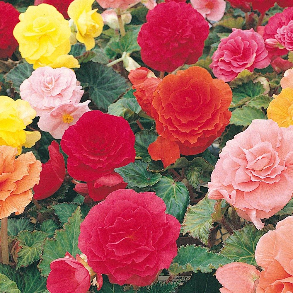 Multi - YouGarden - Begonia Non Stop Mix (20 Garden Ready Plants) - 1
