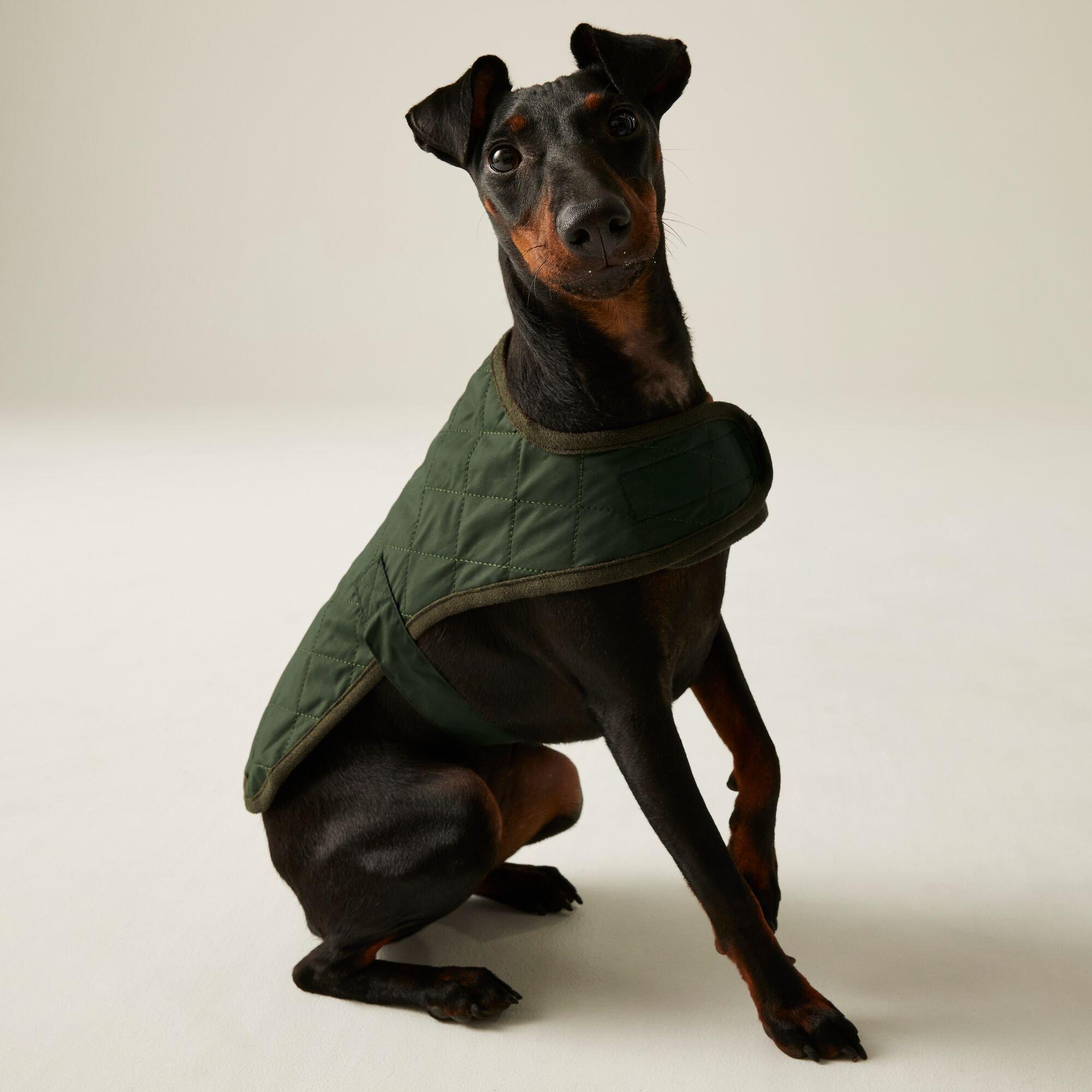 Dark Khaki - Regatta - Odie Dog Coat - 1