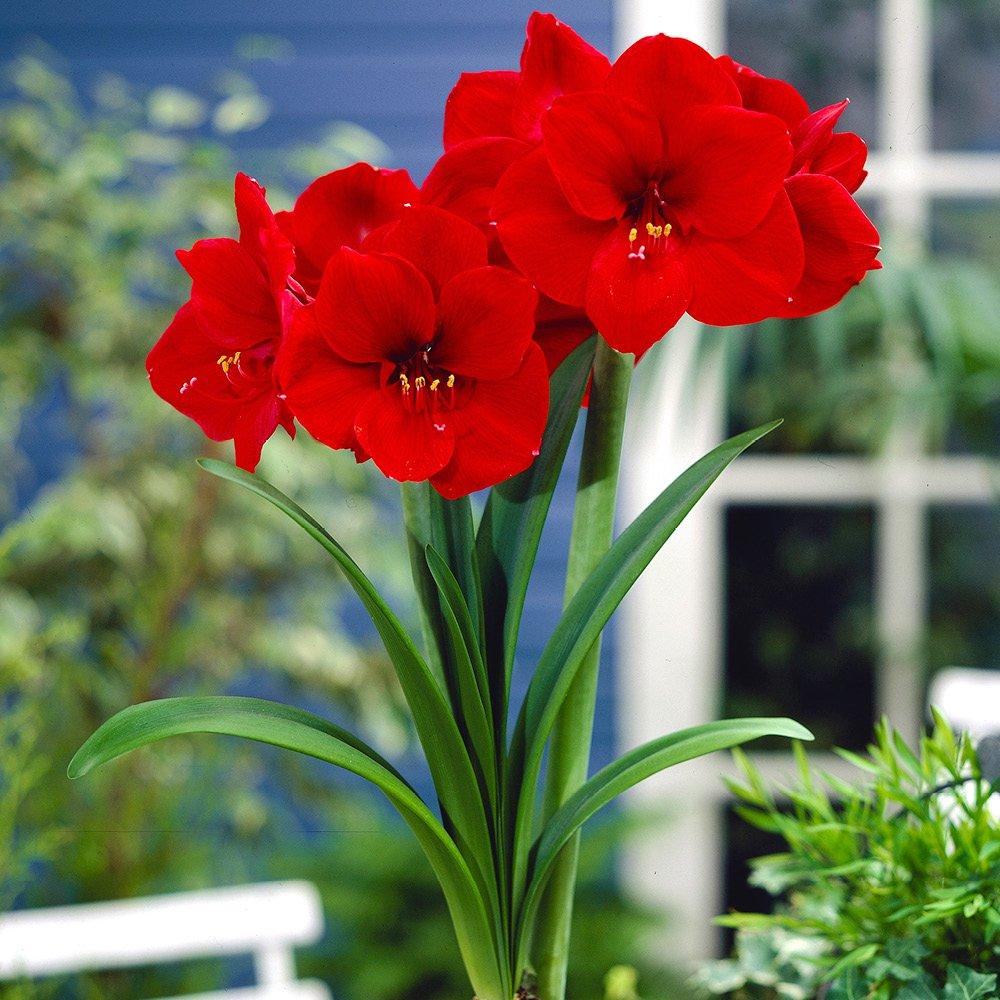 Red - YouGarden - Amaryllis Large Gift Pack-Red Velvet-AP84B - 1