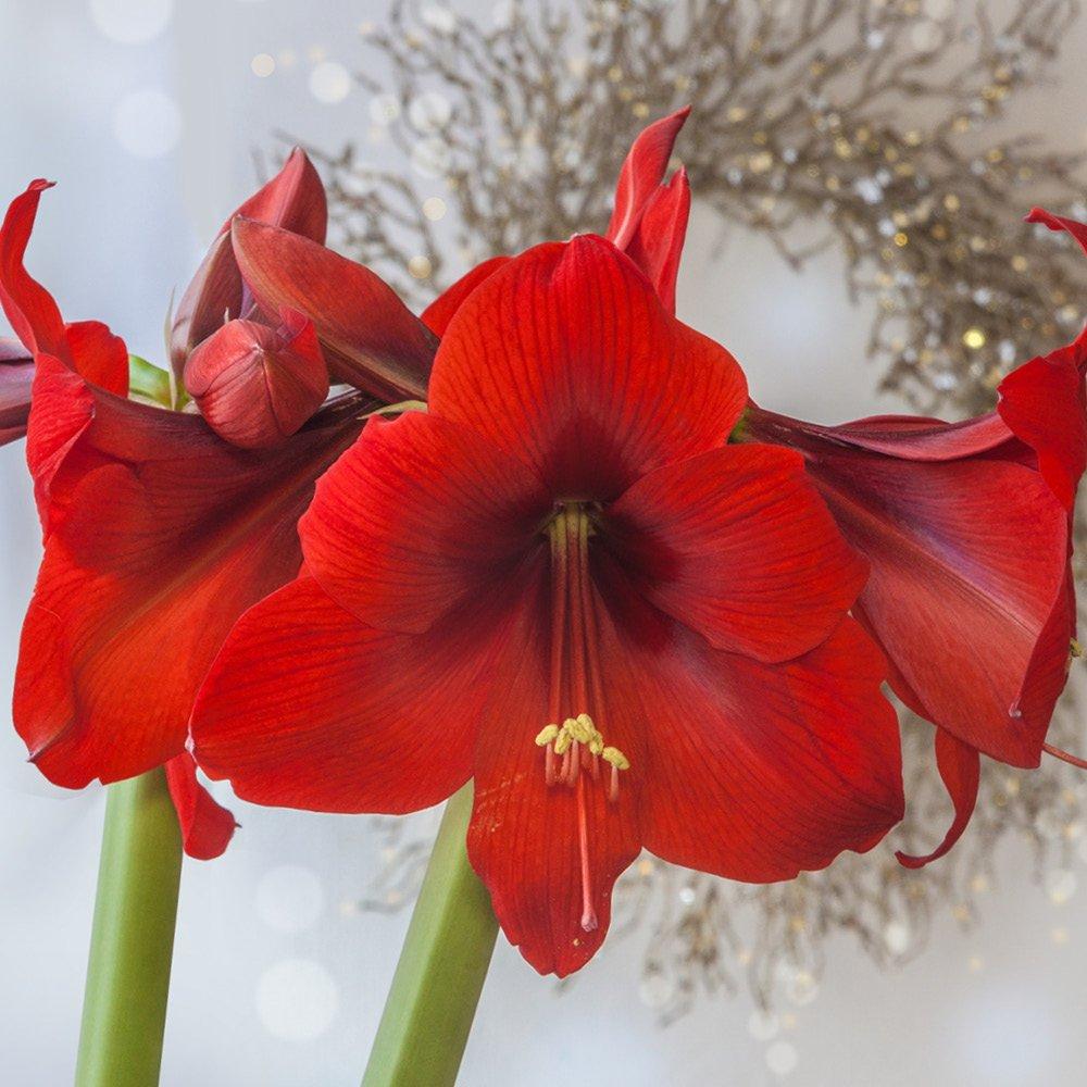 Red - YouGarden - Amaryllis Large Gift Pack-Red Velvet-AP84B - 2