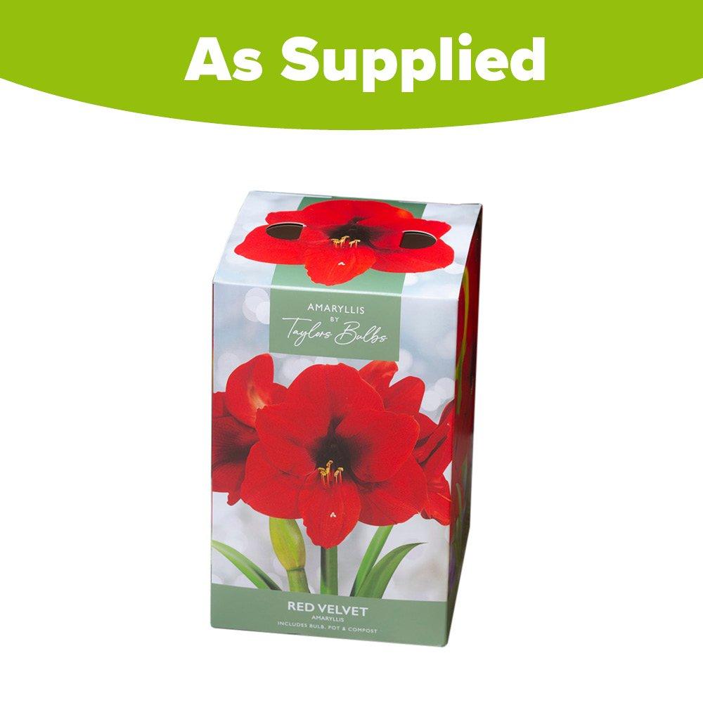 Red - YouGarden - Amaryllis Large Gift Pack-Red Velvet-AP84B - 3