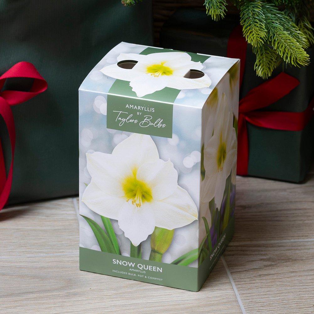 White - YouGarden - Amaryllis Large Gift Pack-Snow Queen-AP84C - 1