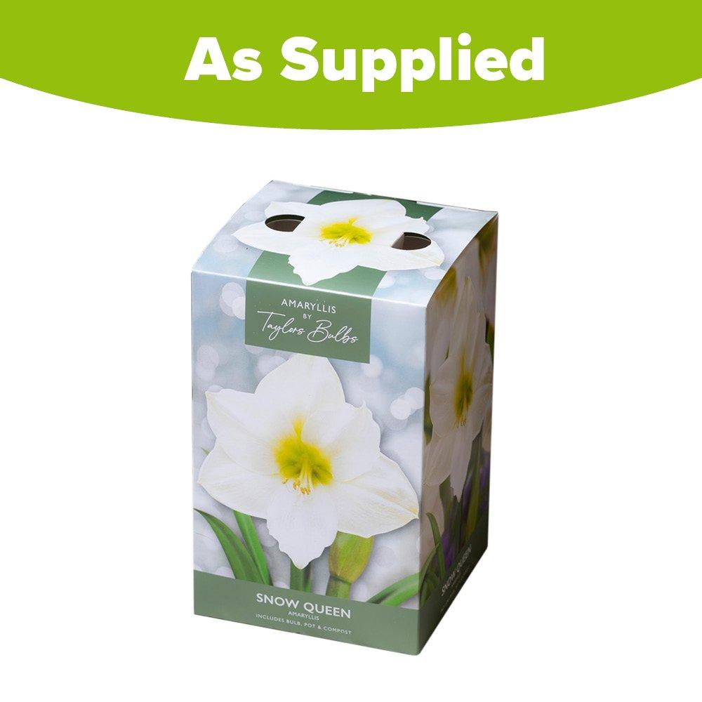 White - YouGarden - Amaryllis Large Gift Pack-Snow Queen-AP84C - 3