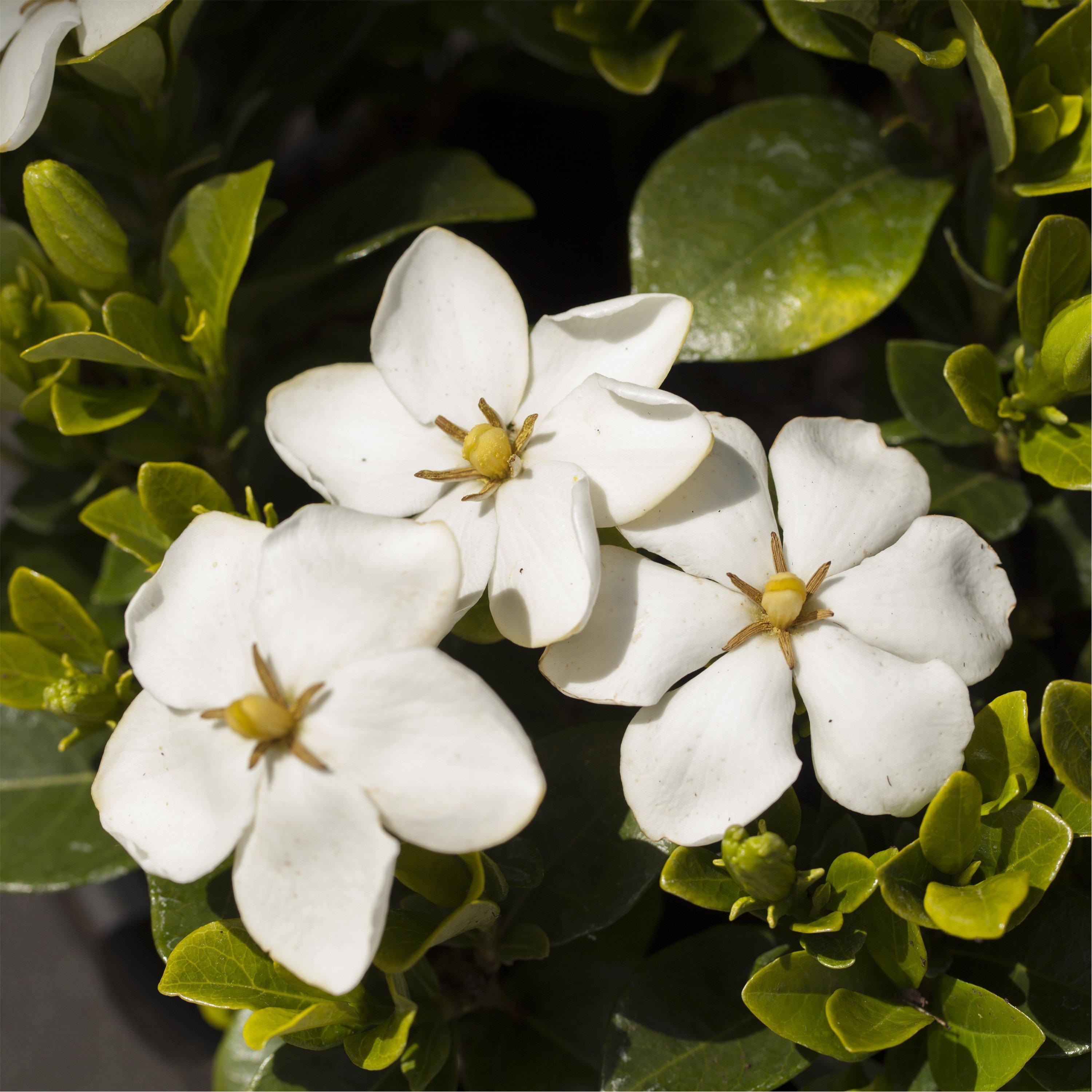 Yougarden  Gardenia Kleims Hardy (3 X 9Cm Pots) - White - 3x9cm Pots
