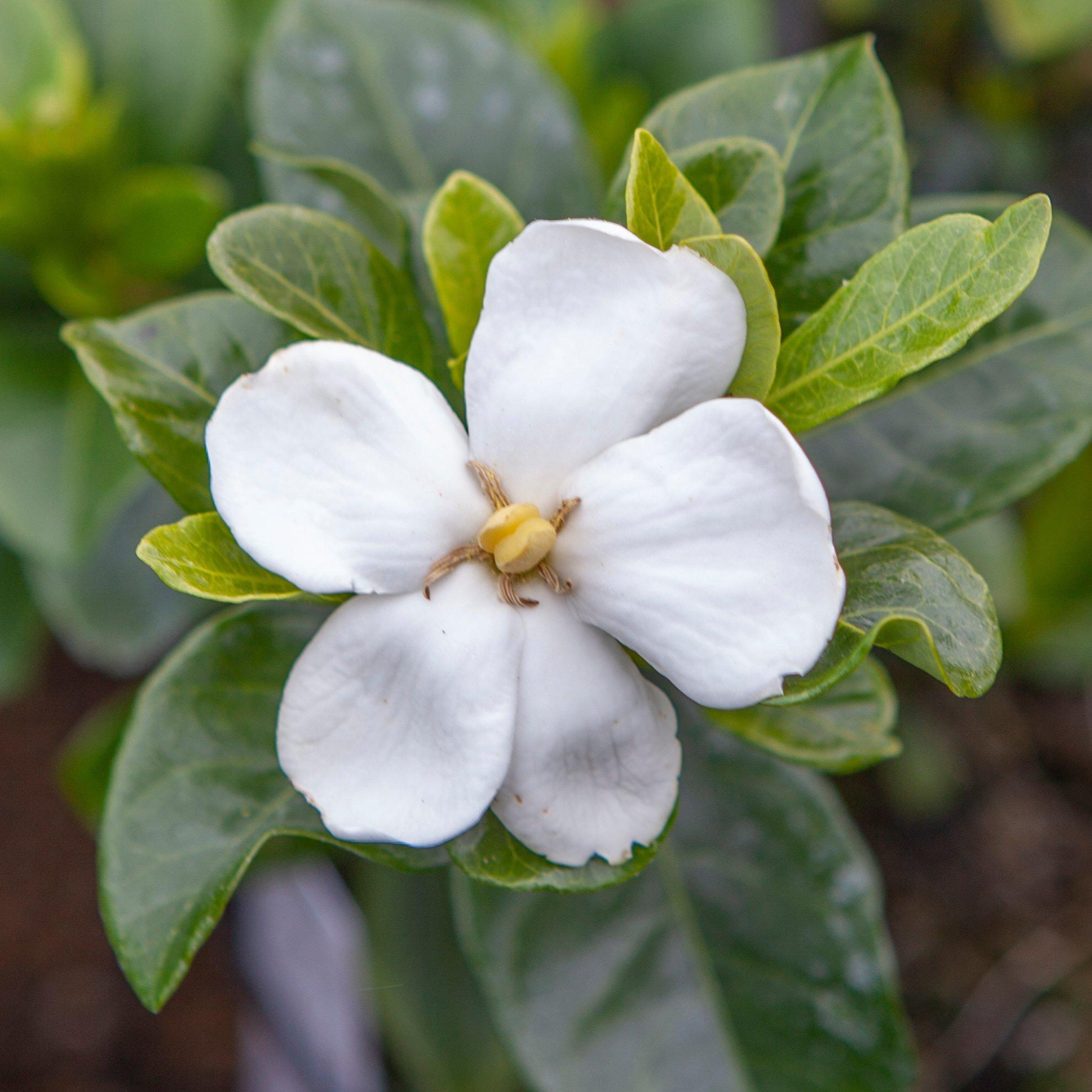 White - YouGarden - Gardenia Kleims Hardy (3 x 9cm Pots) - 2