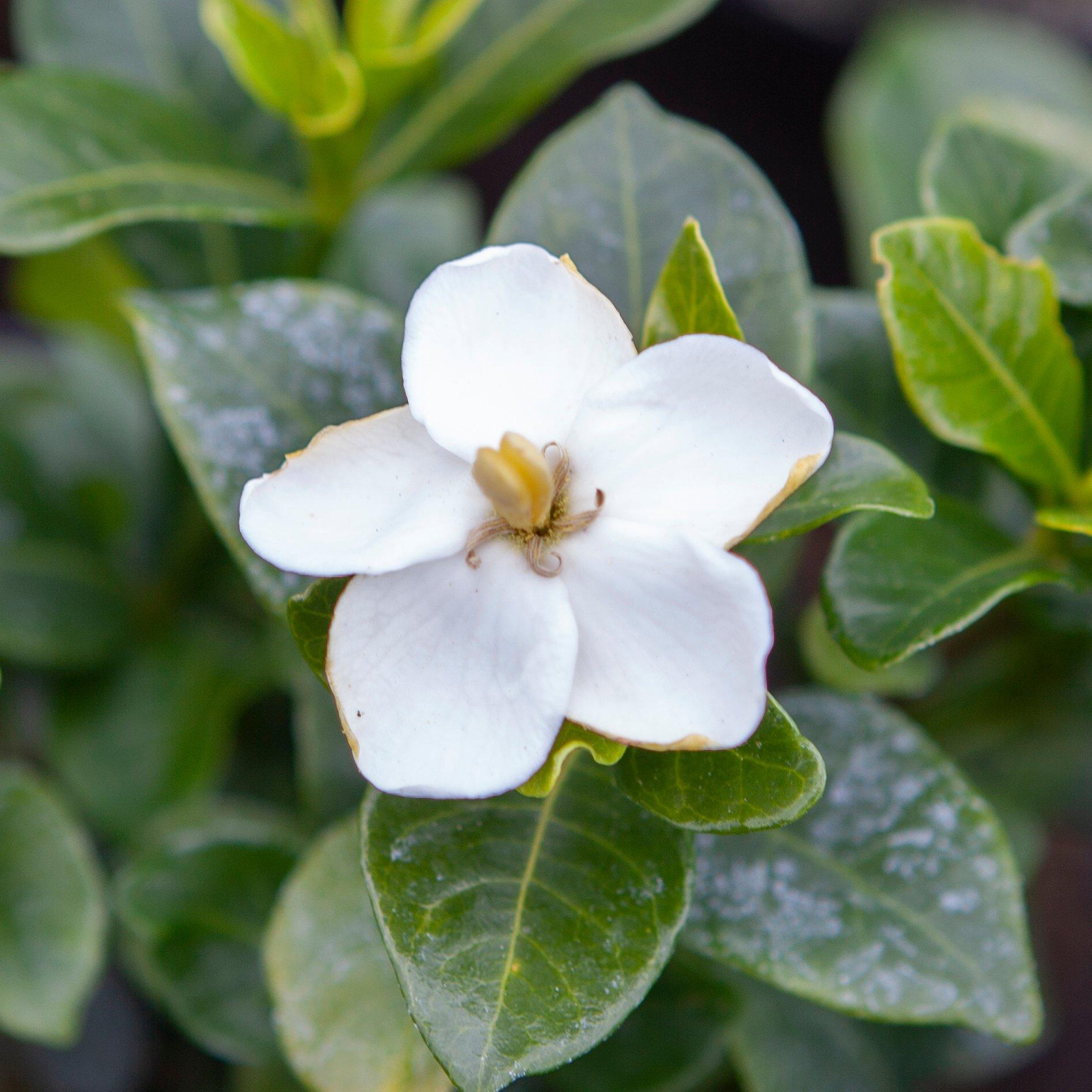 White - YouGarden - Gardenia Kleims Hardy (3 x 9cm Pots) - 3